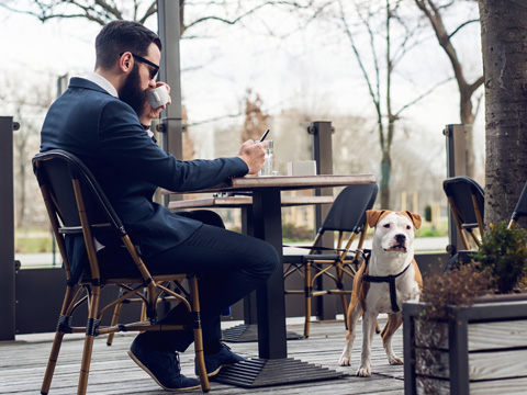 Boston Dog Lawyers Emotional Support Animals